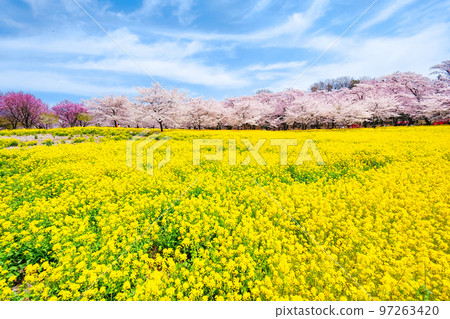 赤城南側的千本櫻和油菜花 97263420