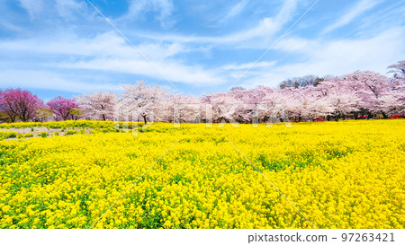 赤城南側的千本櫻和油菜花 97263421