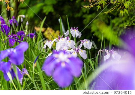 Hanashobu bathed in the most beautiful natural light ``Secret tourist attraction: Nature Yamato-cho Yonesako district'' 97264015