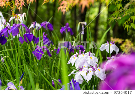 Hanashobu bathed in the most beautiful natural light ``Secret tourist attraction: Nature Yamato-cho Yonesako district'' 97264017