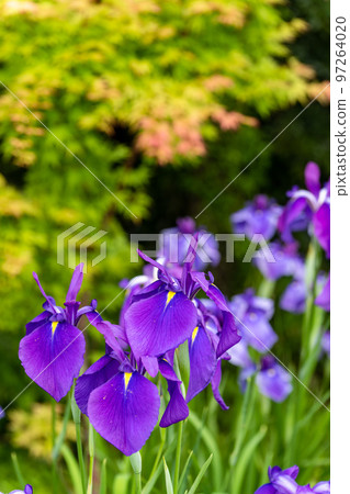 Hanashobu bathed in the most beautiful natural light ``Secret tourist attraction: Nature Yamato-cho Yonesako district'' 97264020
