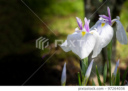 Hanashobu bathed in the most beautiful natural light ``Secret tourist attraction: Nature Yamato-cho Yonesako district'' Hanashobu bathed in the most beautiful natural light ``Secret tourist attraction: Nature Yamato-cho Yonesako district'' 97264036