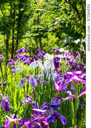 沐浴在最美麗的自然光中的花曬``秘密旅遊勝地：大自然大和町米迫地區'' 97264039