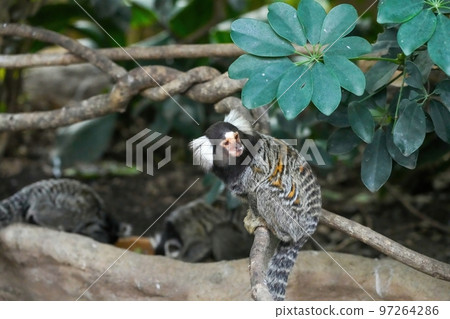 A common marmoset relaxing on a tree 97264286