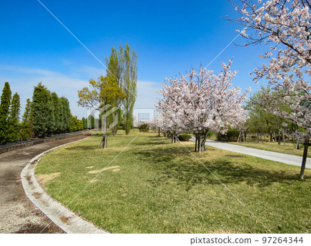 櫻花盛開的春天公園景觀 櫻花盛開的春天公園景觀 97264344