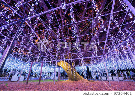 栃木縣足利市足利花卉公園 Hikari no Hana Niwa 的燈飾 栃木縣足利市足利花卉公園 Hikari no Hana Niwa 的燈飾 97264401