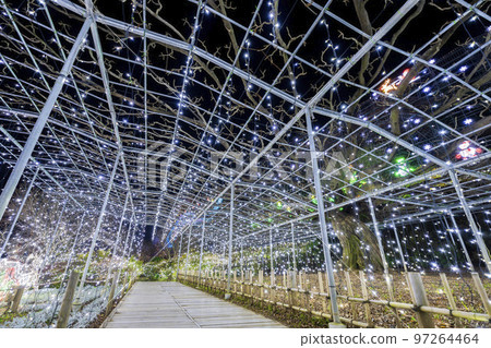 Illuminations at Ashikaga Flower Park Hikari no Hana Niwa, Ashikaga City, Tochigi Prefecture Illuminations at Ashikaga Flower Park Hikari no Hana Niwa, Ashikaga City, Tochigi Prefecture 97264464