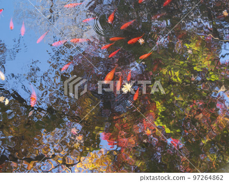 Temple pond reflecting autumn leaves 97264862
