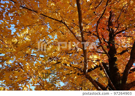 Sunbeams through the leaves of yellow leaves, forest of Taiwan flower (looking up with a wide-angle lens) Sunbeams through the leaves of yellow leaves, forest of Taiwan flower (looking up with a wide-angle lens) 97264903