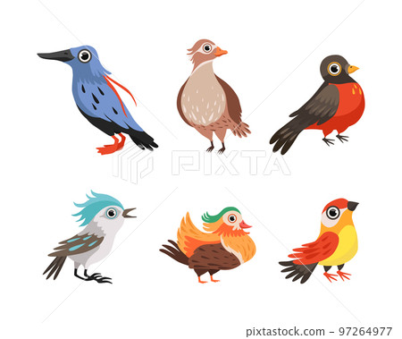 Bird as Winged Feathered Aves with Beaked Jaw Vector Set 97264977