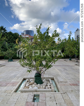 Orange tree in the Little Park in the quarter of Neve Tzedek Orange tree in the Little Park in the quarter of Neve Tzedek 97265266