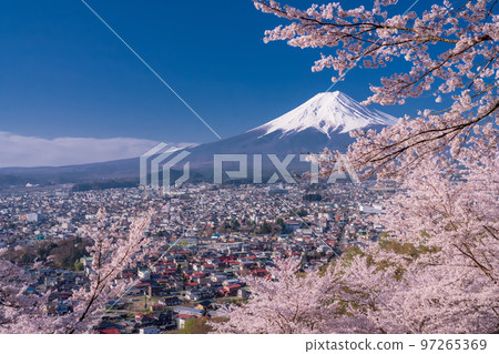 [Yamanashi Prefecture] Mt. Fuji and cherry blossoms in full bloom at Arakurayama Sengen Park in spring 97265369