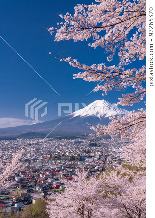 【山梨縣】富士山櫻花盛開，春天的新倉山淺間公園 97265370