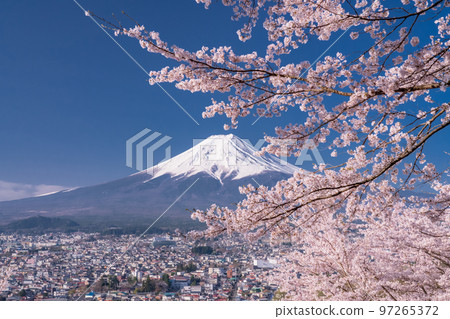 [Yamanashi Prefecture] Mt. Fuji and cherry blossoms in full bloom at Arakurayama Sengen Park in spring 97265372