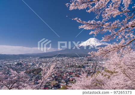 【山梨縣】富士山櫻花盛開，春天的新倉山淺間公園 97265373
