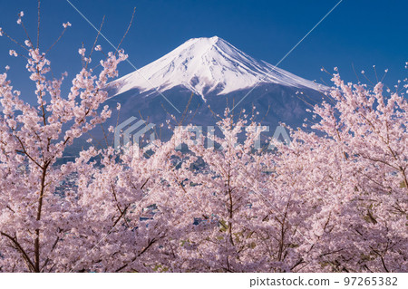 [Yamanashi Prefecture] Mt. Fuji and cherry blossoms in full bloom at Arakurayama Sengen Park in spring 97265382