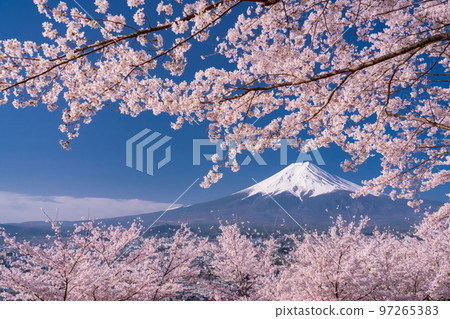 [Yamanashi Prefecture] Mt. Fuji and cherry blossoms in full bloom at Arakurayama Sengen Park in spring 97265383