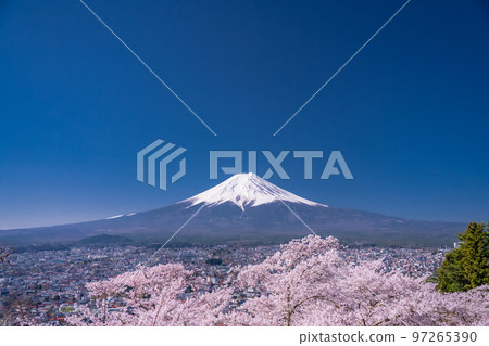 【山梨縣】富士山櫻花盛開，春天的新倉山淺間公園 97265390