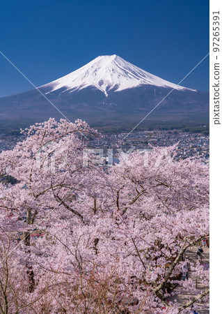 [Yamanashi Prefecture] Mt. Fuji and cherry blossoms in full bloom at Arakurayama Sengen Park in spring 97265391