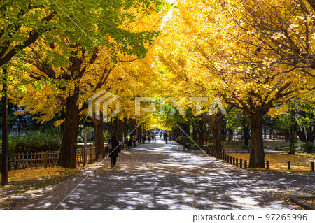 《Tokyo》Yellow Ginkgo Trees/Autumn Hikarigaoka Park 97265996
