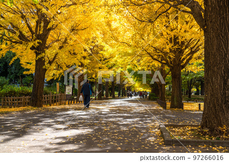 《東京》黃銀杏樹/秋天的光丘公園 《東京》黃銀杏樹/秋天的光丘公園 97266016