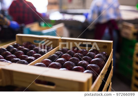 Harvested purple plums in wooden crates stacked in warehouse Harvested purple plums in wooden crates stacked in warehouse 97266099