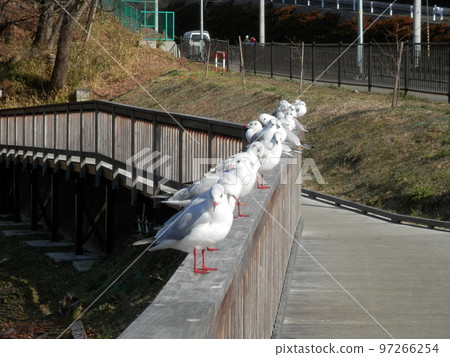 Black-headed Gull/More than 10 lined up on the parapet Black-headed Gull/More than 10 lined up on the parapet 97266254