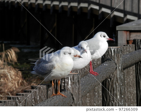 Black-headed Gull/Three lined up Black-headed Gull/Three lined up 97266309