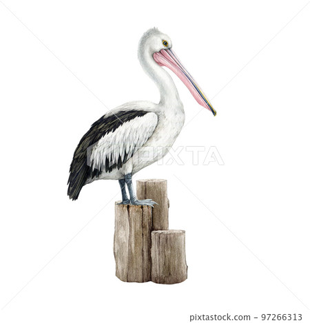 Pelican bird on a wooden bollard. Watercolor illustration. Hand drawn wildlife waterfowl avian. Australia native bird side view. Beautiful realistic pelican illustration element. White background Pelican bird on a wooden bollard. Watercolor illustration. Hand drawn wildlife waterfowl avian. Australia native bird side view. Beautiful realistic pelican illustration element. White background 97266313