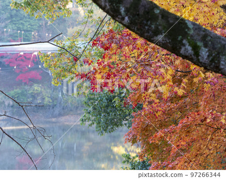 Colorful autumn leaves by the lake 97266344