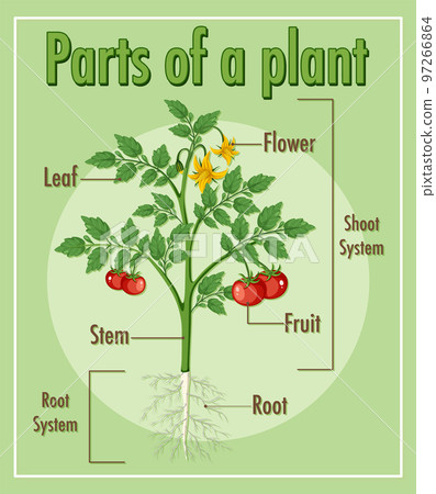Diagram showing parts of a plant Diagram showing parts of a plant 97266864