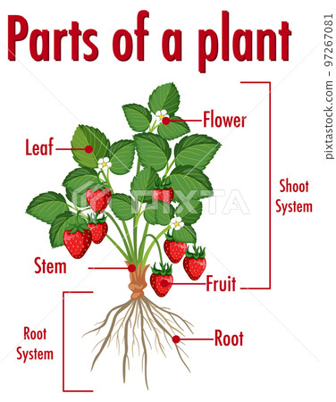 Diagram showing parts of a plant 97267081