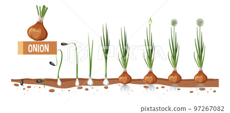 Life cycle of onion plant diagram 97267082