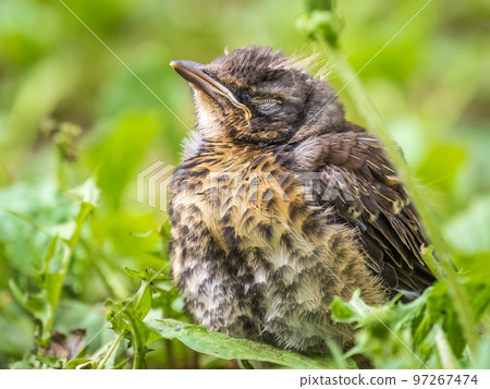 A fieldfare chick, Turdus pilaris, has left the nest and sitting on the spring lawn. A fieldfare chick sits on the ground and waits for food from its parents. A fieldfare chick, Turdus pilaris, has left the nest and sitting on the spring lawn. A fieldfare chick sits on the ground and waits for food from its parents. 97267474