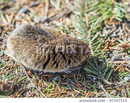 A closeup of a Common vole, Microtus arvalis, on the ground with a blurry background A closeup of a Common vole, Microtus arvalis, on the ground with a blurry background 97267514