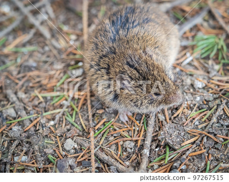 A closeup of a Common vole, Microtus arvalis, on the ground with a blurry background A closeup of a Common vole, Microtus arvalis, on the ground with a blurry background 97267515