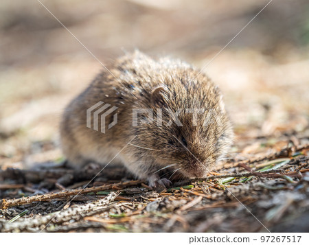 A closeup of a Common vole, Microtus arvalis, on the ground with a blurry background A closeup of a Common vole, Microtus arvalis, on the ground with a blurry background 97267517