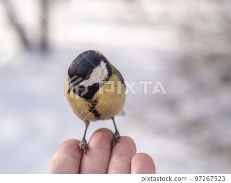 A tit sits on a man's hand and eats seeds. A tit sits on a man's hand and eats seeds. 97267523