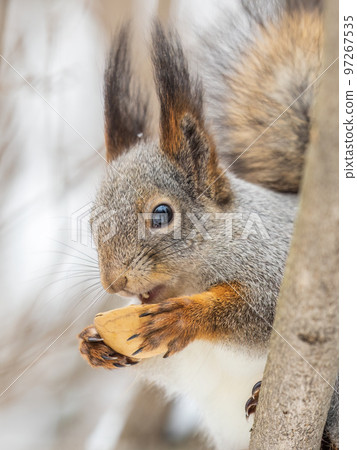 The squirrel with nut sits on tree in the winter or late autumn 97267535