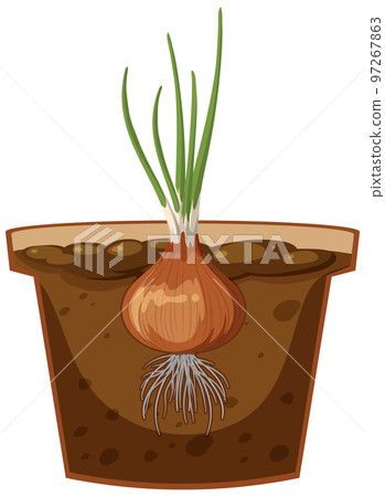 Root of onion plant vector 97267863
