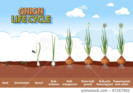 Onion Plant Growth Stages 97267902
