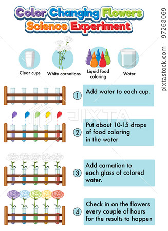 Color changing flowers science experiment 97268069