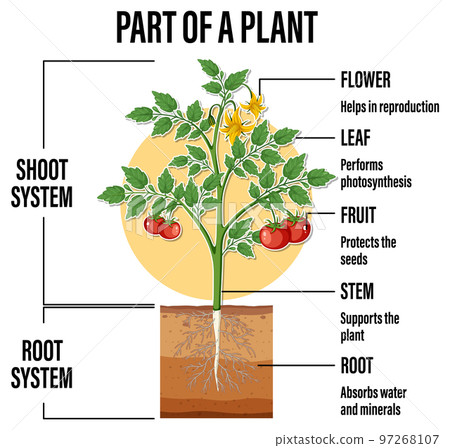 Diagram showing parts of a plant Diagram showing parts of a plant 97268107