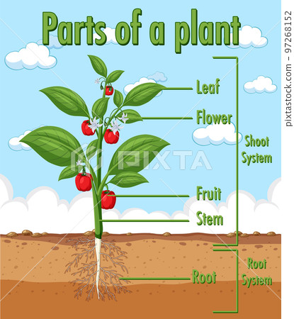 Parts Of A Plant Clipart Parts Plant Education Stock Illustrations