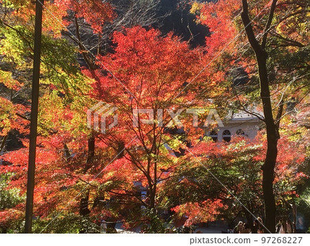 高尾山纜車清瀧站附近的紅葉（※山腳下） 97268227