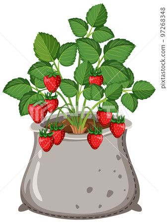 Strawberry plant isolated growing in the bag 97268348