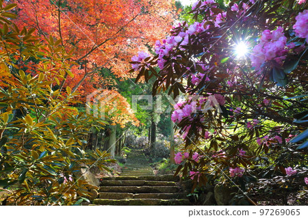 Azalea Temple (Bungotakada City, Oita Prefecture) Azalea Temple (Bungotakada City, Oita Prefecture) 97269065