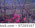 Pink azaleas blooming on the plateau 97269167