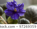 Blue flowers of Saintpaulia, the queen of flowers in the room 97269359