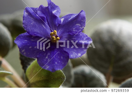 Blue flowers of Saintpaulia, the queen of flowers in the room Blue flowers of Saintpaulia, the queen of flowers in the room 97269359